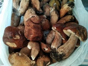 Come preparare una fantastica  salsa ai funghi per condire la pasta